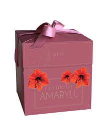 X 1 DOOSJE FLEUR D'AMARYLL RED