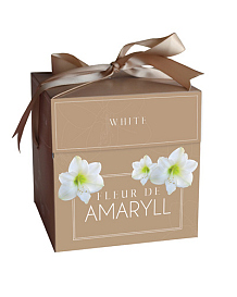 X 1 DOOSJE FLEUR D'AMARYLL WHITE