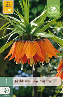 X   1 FRITILLARIA AURORA