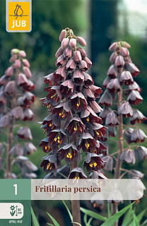 X   1 FRITILLARIA PERSICA