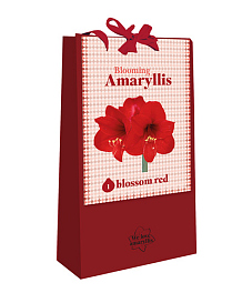 X 1 TAS 1 BLOOMING AMARYLLIS BLOSSOM RED