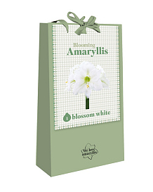 X 1 TAS 1 BLOOMING AMARYLLIS BLOSSOM WHITE
