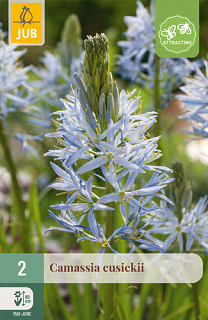 X   2 CAMASSIA CUSICKII