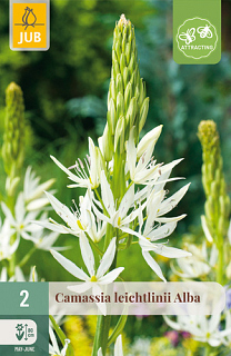 X   2 CAMASSIA LEICHTLINII ALBA