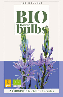 X   2 CAMASSIA LEICHTLINII CAERULEA - BIO