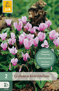 X   2 CYCLAMEN HEDERIFOLIUM NJ