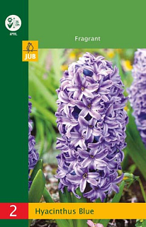 X   2 HYACINTHUS BLUE