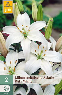 X   2 LILIUM AZIATISCH WIT
