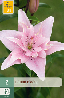 X   2 LILIUM ELODIE