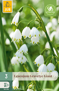 X   3 LEUCOJUM GRAVETYE GIANT