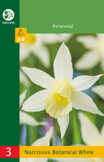 X   3 NARCISSUS BOTANICAL WHITE