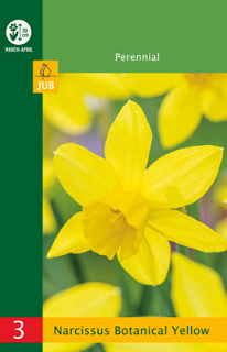 X   3 NARCISSUS BOTANICAL YELLOW