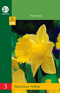 X   3 NARCISSUS TRUMPET YELLOW