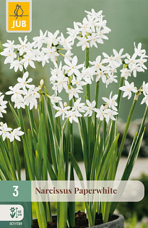 X   3 POTNARCIS PAPERWHITE