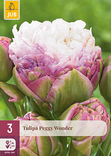 X   3 TULIPA PEGGY WONDER