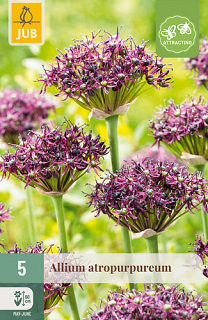 X   5 ALLIUM ATROPURPUREUM