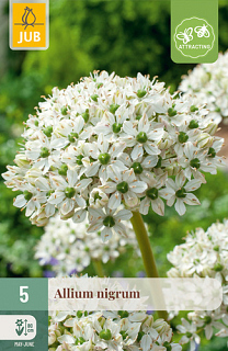 X   5 ALLIUM NIGRUM