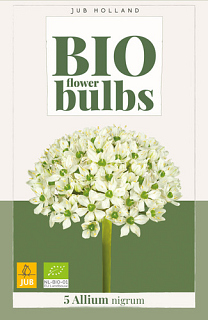 X   5 ALLIUM NIGRUM - BIO