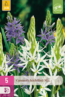 X   5 CAMASSIA LEICHTLINII MIX