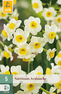 X   5 NARCISSUS AVALANCHE