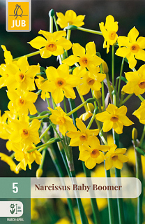 X   5 NARCISSUS BABY BOOMER