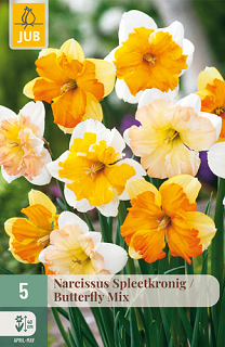 X   5 NARCISSUS BUTTERFLY MIX