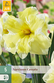 X   5 NARCISSUS CASSATA