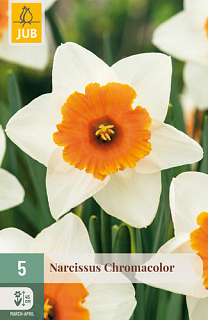 X   5 NARCISSUS CHROMACOLOR