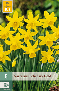 X   5 NARCISSUS FEBRUARY GOLD