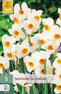 X   5 NARCISSUS GERANIUM