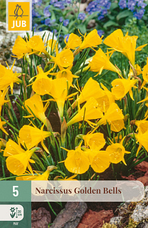 X   5 NARCISSUS GOLDEN BELLS