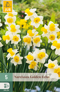 X   5 NARCISSUS GOLDEN ECHO