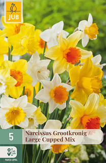 X   5 NARCISSUS GROOTKRONIG MIX