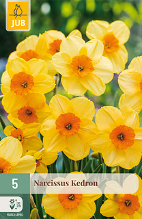X   5 NARCISSUS KEDRON