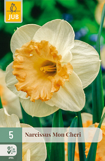 X   5 NARCISSUS MON CHERI
