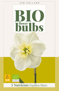 X   5 NARCISSUS PAPILLON BLANC - BIO