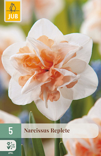 X   5 NARCISSUS REPLETE