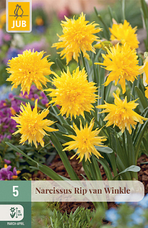 X   5 NARCISSUS RIP VAN WINKLE