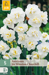 X   5 NARCISSUS SIR WINSTON CHURCHILL