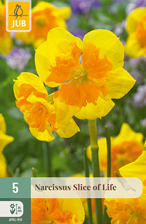 X   5 NARCISSUS SLICE OF LIFE