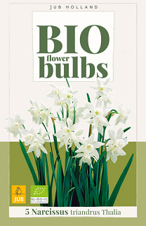 X   5 NARCISSUS TRIANDRUS THALIA - BIO