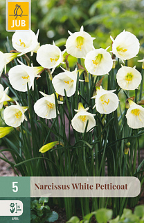 X   5 NARCISSUS WHITE PETTICOAT