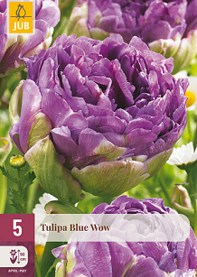 X   5 TULIPA BLUE WOW