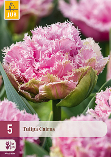 X   5 TULIPA CAIRNS