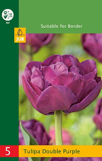 X   5 TULIPA DOUBLE PURPLE