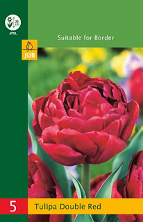 X   5 TULIPA DOUBLE RED