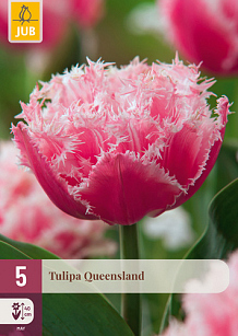 X   5 TULIPA QUEENSLAND