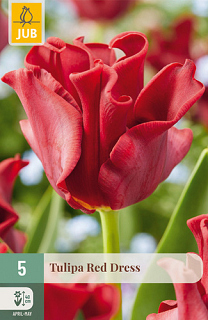 X   5 TULIPA RED DRESS