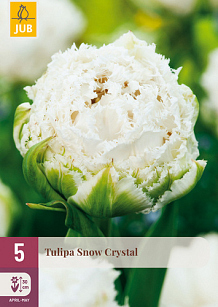 X   5 TULIPA SNOW CRYSTAL