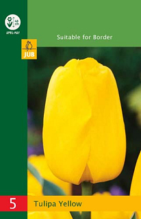 X   5 TULIPA TRIUMPH YELLOW